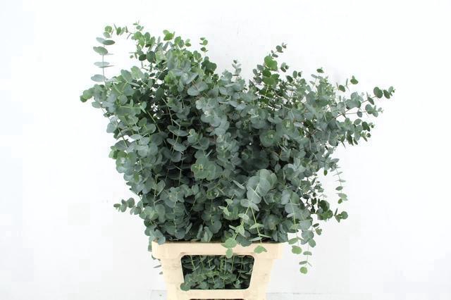 <h4>EUCA GU AZURA 085CM</h4>