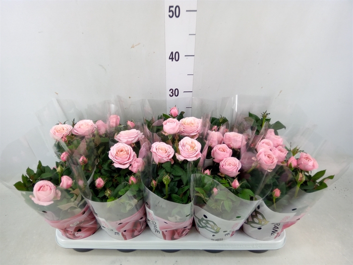 <h4>Rosa  'Amorosa Infinity Soft Pink'</h4>