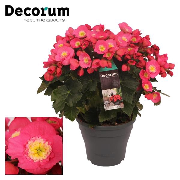 <h4>Begonia (Elatior Grp) Belove Rose</h4>