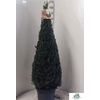 Buxus Sempervirens Pyramide