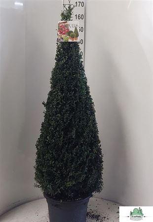 Buxus Sempervirens Pyramide