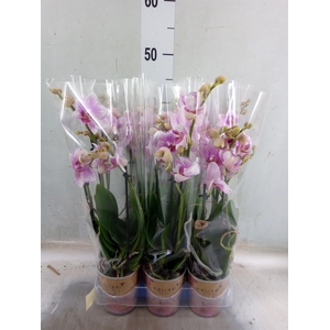 Phalaenopsis  'Ant Rotterdam'