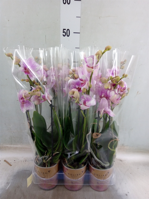 <h4>Phalaenopsis  'Ant Rotterdam'</h4>