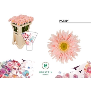 Germini Spider Honey Water