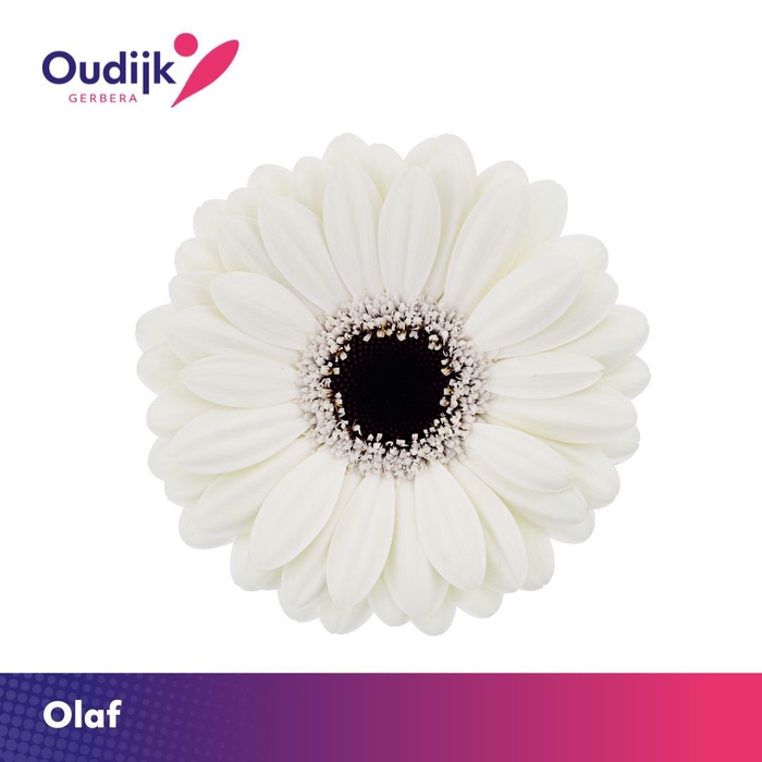 <h4>Germini Olaf Water x40</h4>