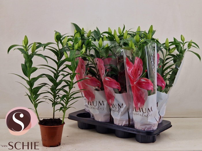 <h4>LIL OR OXYGEN</h4>