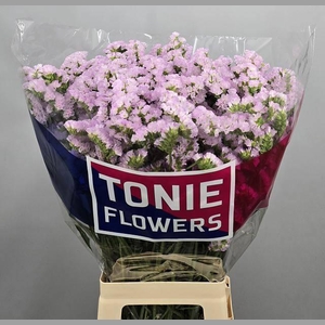 LIM S TESSA LAVENDER