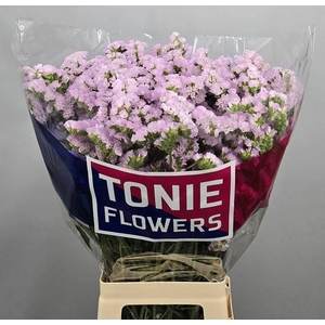 LIM S TESSA LAVENDER