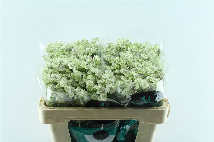 <h4>Astrantia Billion Stars White</h4>