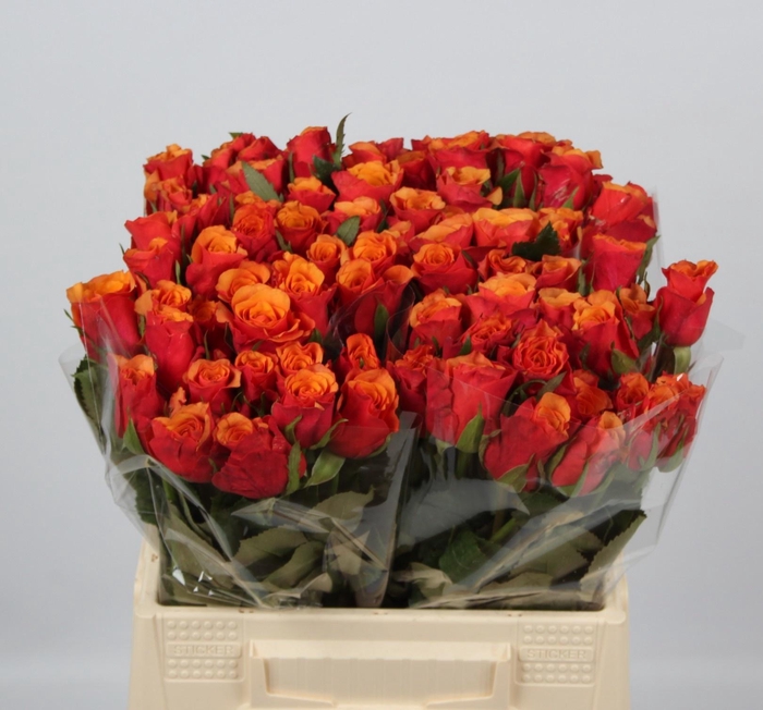 <h4>R GR ESPANA@</h4>