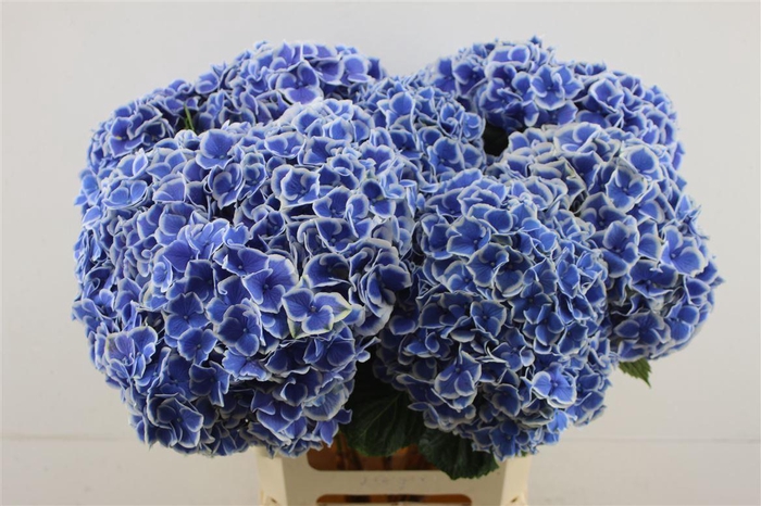 <h4>Hydr M Beau Dali 80-23</h4>