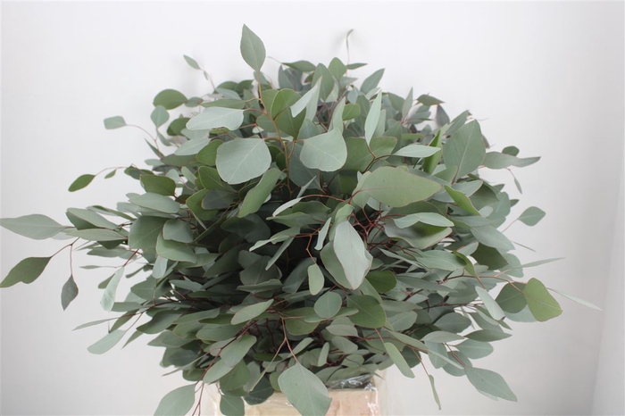 Euca Populus 300gr P Bunch