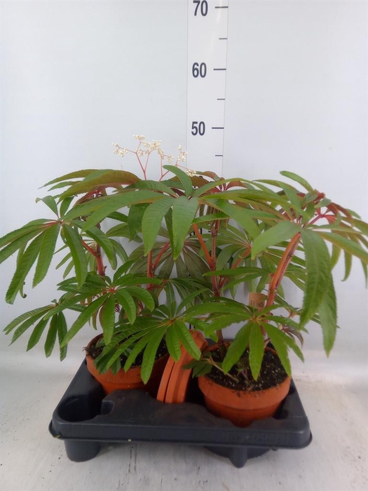 <h4>Begonia BD   ...</h4>