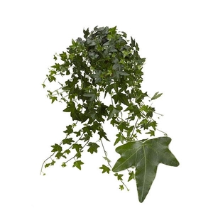 Hedera helix 'Jacobine'