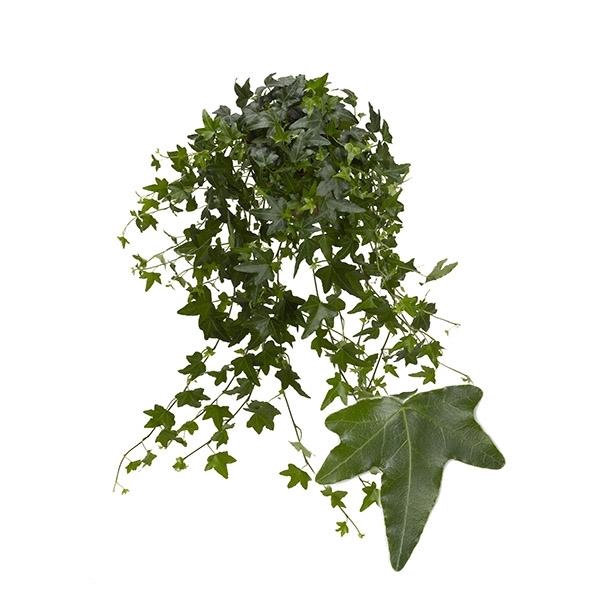 <h4>Hedera helix 'Jacobine'</h4>