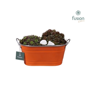 Zinken ovale pot met Sempervivum