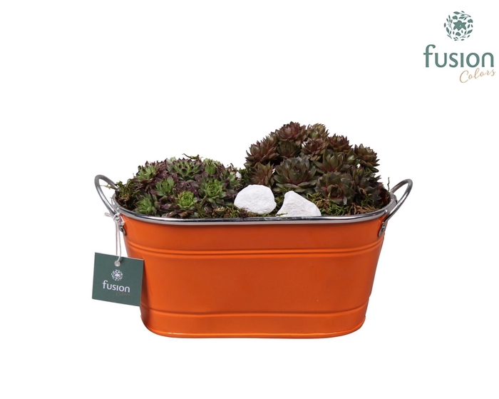 <h4>Zinken ovale pot met Sempervivum</h4>