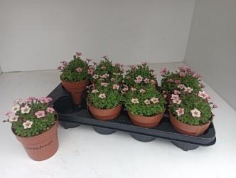 <h4>SAXIF AR ALP ROSE</h4>