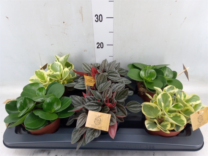 <h4>Peperomia   ...mix</h4>