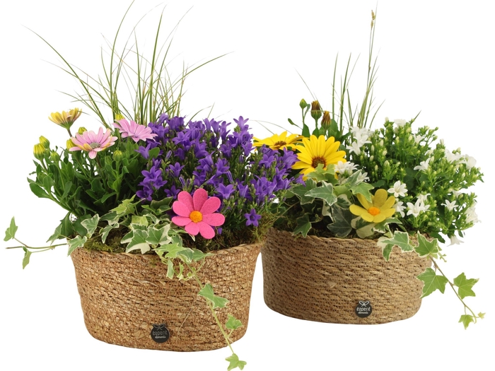 <h4>31705: Outdoor summer arrangement</h4>