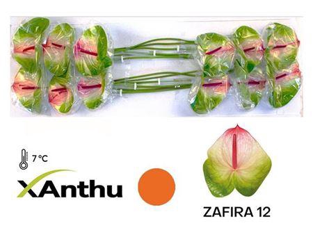 <h4>Anth A Zafira X12</h4>