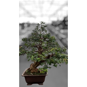 Syzygium buxifolium, pot 40 cm , height 100cm. (single item)