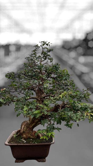 <h4>Syzygium buxifolium, pot 40 cm , height 100cm. (single item)</h4>