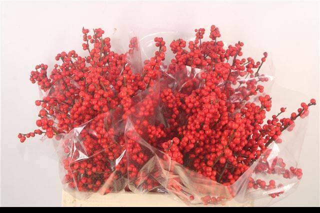 <h4>ILEX VE RODE BES</h4>