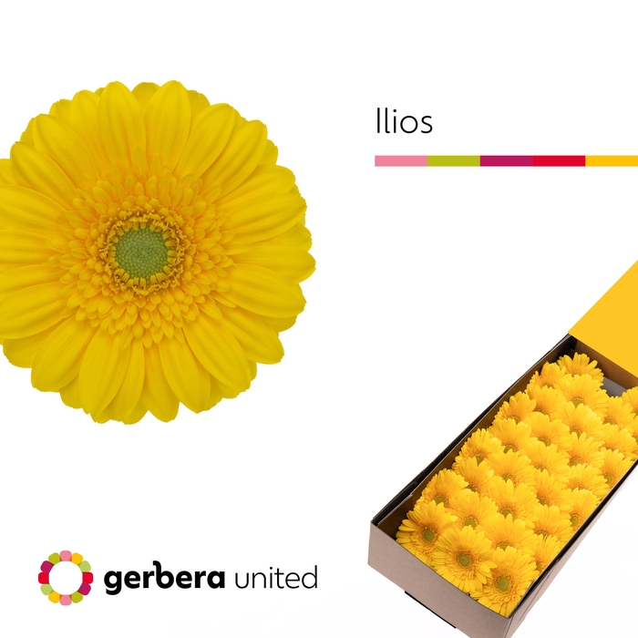 <h4>Germini Ilios Doos</h4>