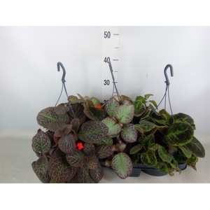 Episcia   ...