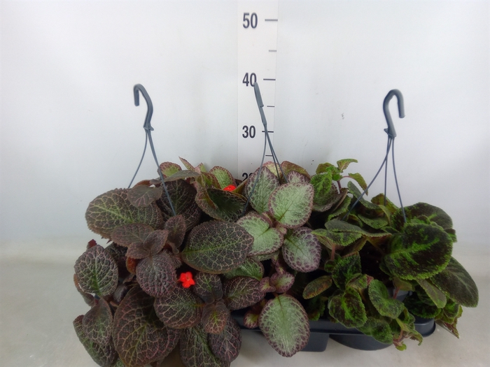 <h4>Episcia   ...</h4>