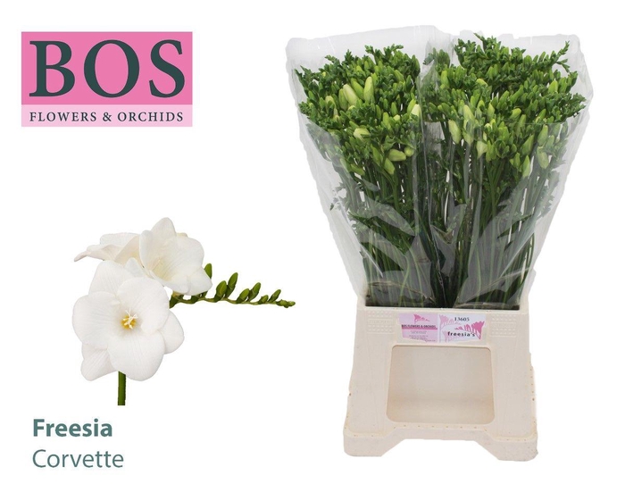 <h4>FR EN CORVETTE</h4>