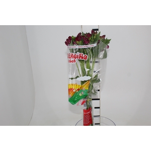 ALSTROEMERIA NAPOLI 080 CM