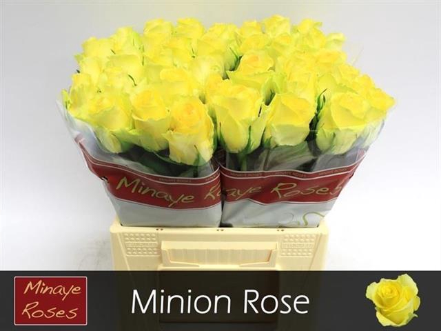 <h4>Rosa la minion rose</h4>