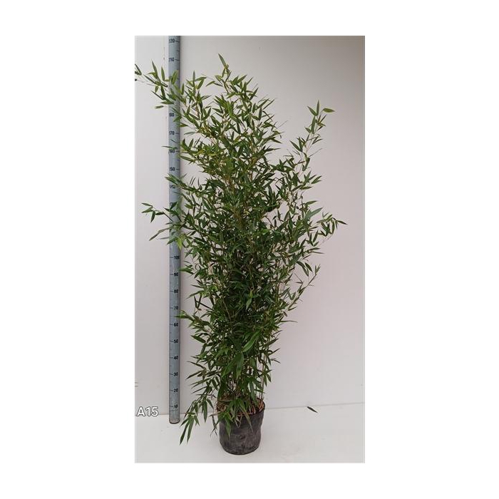 <h4>Phyllostachys aurea</h4>