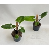 Alocasia