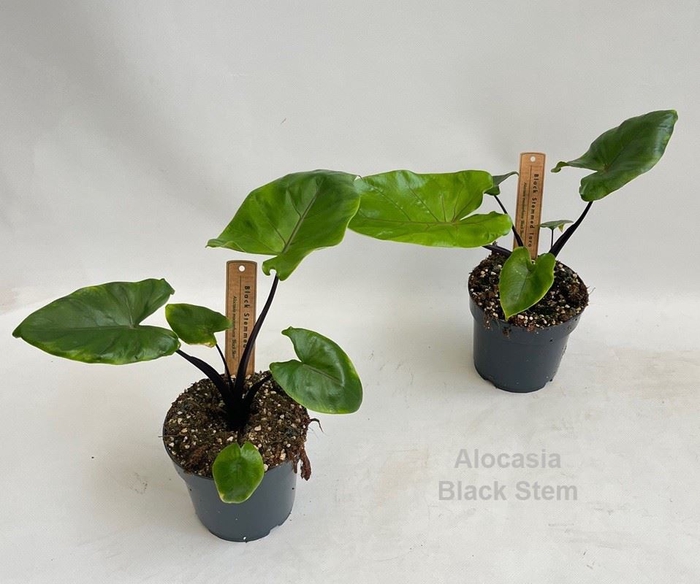 Alocasia