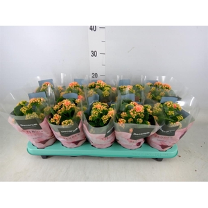 Kalanchoe blos. 'Serenity Peach'