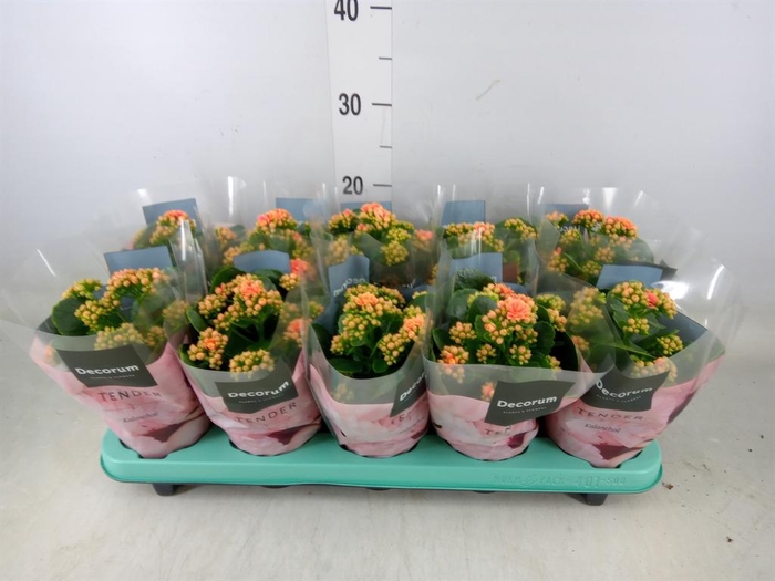 <h4>Kalanchoe blos. 'Serenity Peach'</h4>