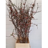 CHAENOMELES JAPONICA RED 120CM