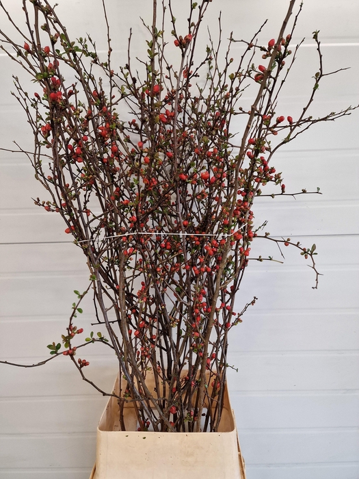 CHAENOMELES JAPONICA RED 120CM
