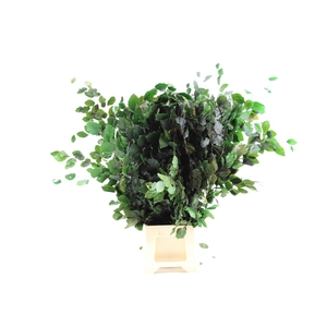 Gestabiliseerd Beuk Groen