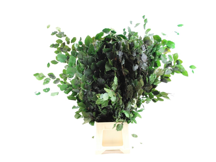 <h4>Gestabiliseerd Beuk Groen</h4>