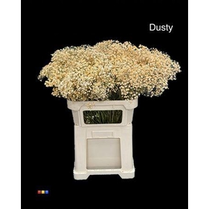 Gyps Xlence Dusty Pastel Orange