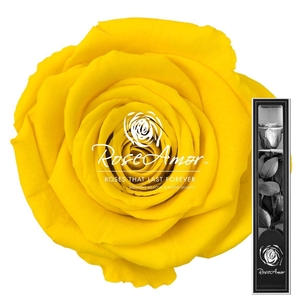 30cm Stem Yel02