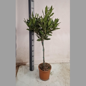 LAU NOBILIS