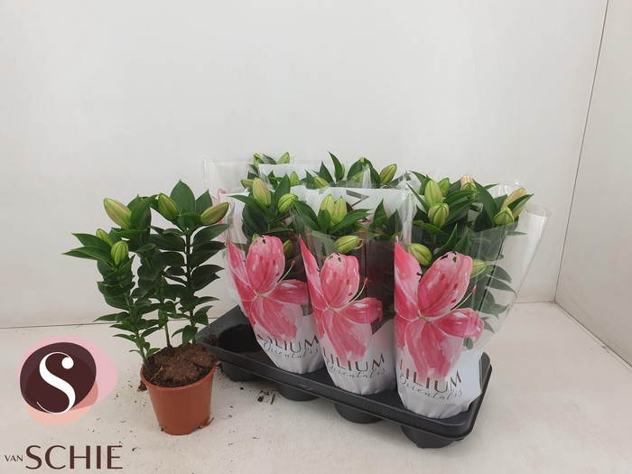 <h4>LIL OR SOUVENIR</h4>