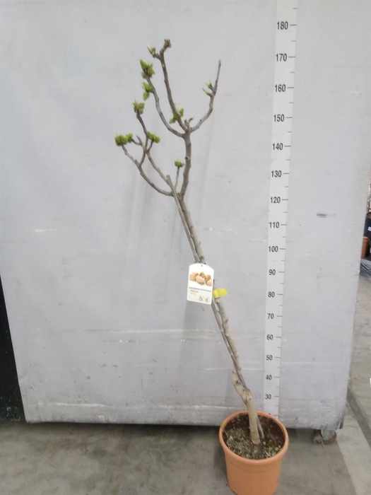 <h4>Pistia stratiotes</h4>