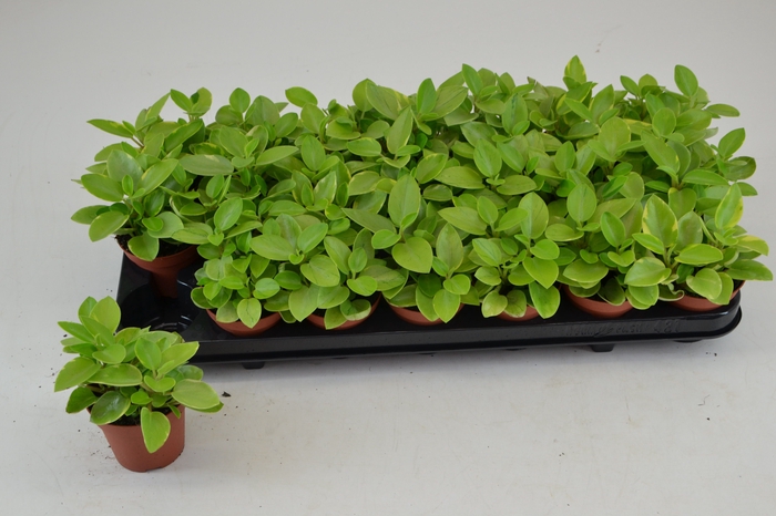 <h4>PEP PIXIE VARIEGATA</h4>
