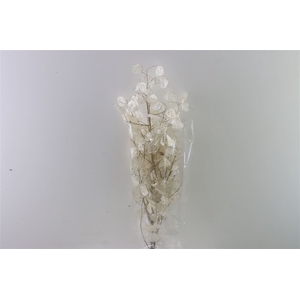 Dried Lunaria Bleached Bunch (peeled)